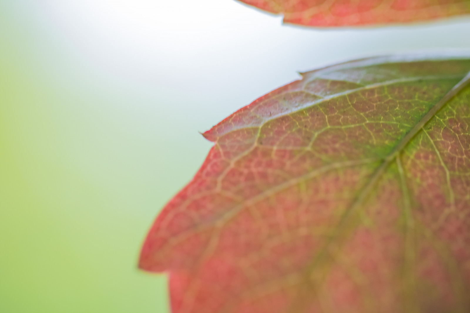 Garten, rot, Park, Grün, Herbst, Blatt, Blume, Pflanze, Jahreszeit, Flora, H st, Exif Modell canoneos760d, Geocountry, Kamera macht canon, Geocity, Kameramodell canoneos760d, Geostate, Geolocation, Exif machen canon, Exif focallength 100mm, Exif linse ef100mmf28lmacroisusm, Alnarp, Exif isospeed 500, Exif Blende 28, Blütenblatt, Nahansicht, Makrofotografie, Ahornblatt