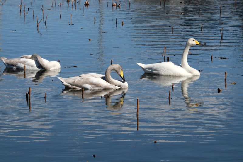 ptactvo, voda, Příroda, odraz, Volně žijících živočichů, labuť