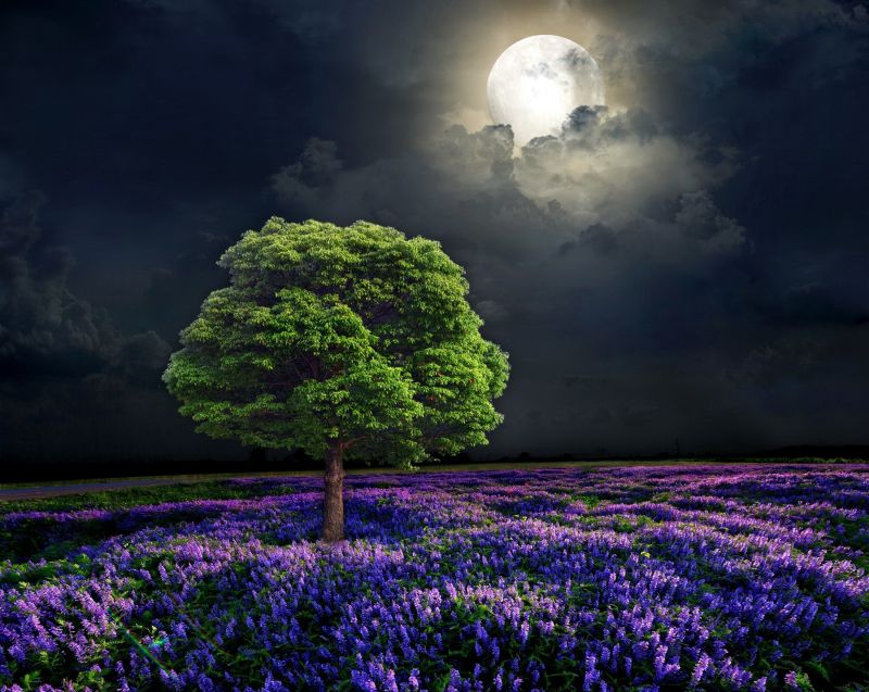 2200x1752 px,artwork,bloemen,Maan,natuur,nacht