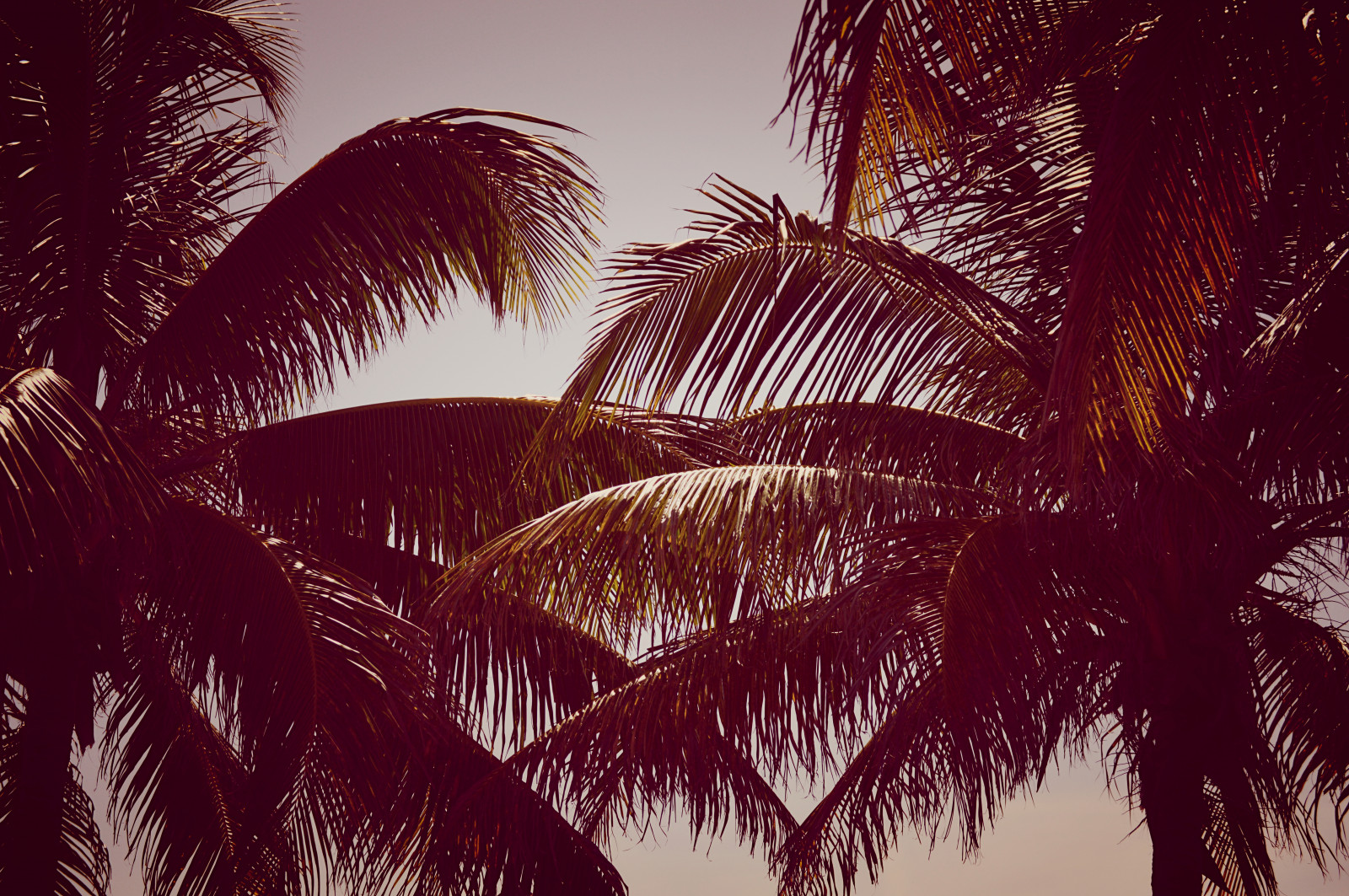 nebe, palma, arecales, list, strom, počítač tapeta, rostlina, datlovník