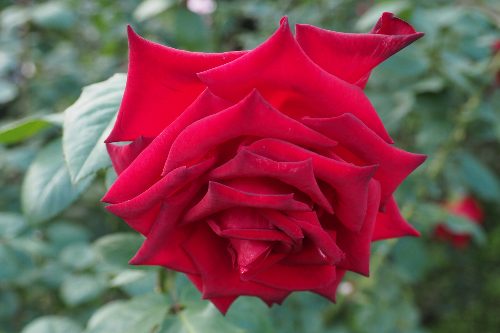 Japonsko, Červené, růže, růžový, Tokio, Olympus, jp, květ, rostlina, flóra, okvětní lístek, mzuiko, kyufurukawagarden, OMD, EM5, omdem5, mzuikodigital1250mmf3563, mzuiko1250, em5mark2, omdem5mark2, suchozemská rostlina, kvetoucí rostlina, makro fotografie, závod stonek, zahradní růže, růže rodina, růže objednávka, floribunda, rosa centifolia