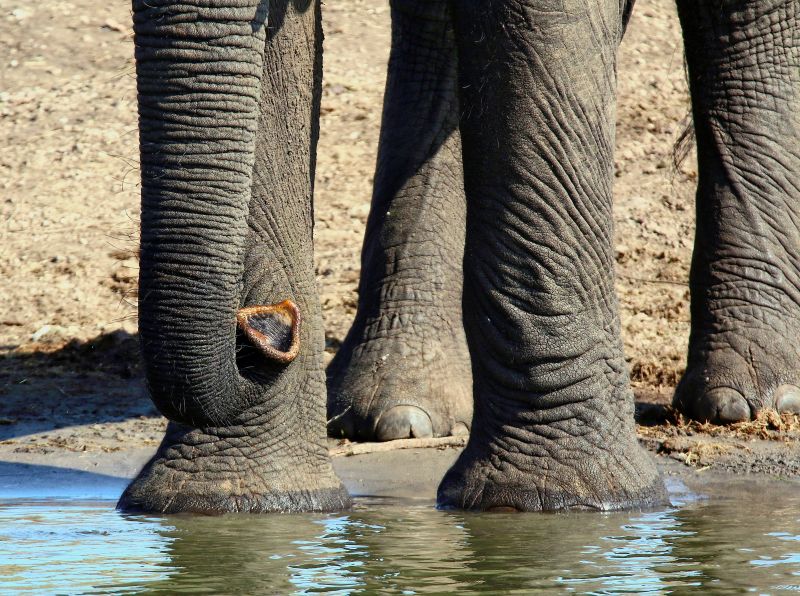 Elefant, Krugerpark, Tamronsp150600mmf563divcusda011 Elefant, Krugerpark, Tamronsp150600mmf563divcusda011