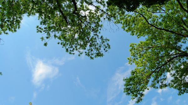 trees,nature