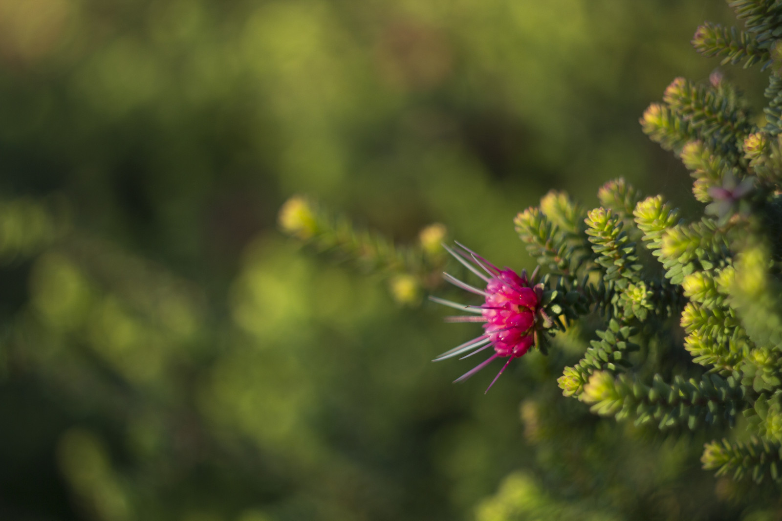 květiny, zahrada, Příroda, nebe, park, zima, větev, zelená, Kánon, bokeh, růžový, ruština, jaro, jasný, Austrálie, olistění, rodák, Victoria, australský, Melbourne, 2014, strom, květ, rostlina, flóra, dof, srpen, vegetace, Botanická zahrada, eos, 58mm, M42, 60d, manuál, divoká rostlina, botanika, zblízka, makro fotografie, Helios, botanické, helios442, sprinter, Myrtaceae, Cranbourne, Australiangarden, Royalbotanicgardenscranbourne, Cranbournebotanicgardens, Australiannativeplant, Darwinia, Darwiniaoldfieldii