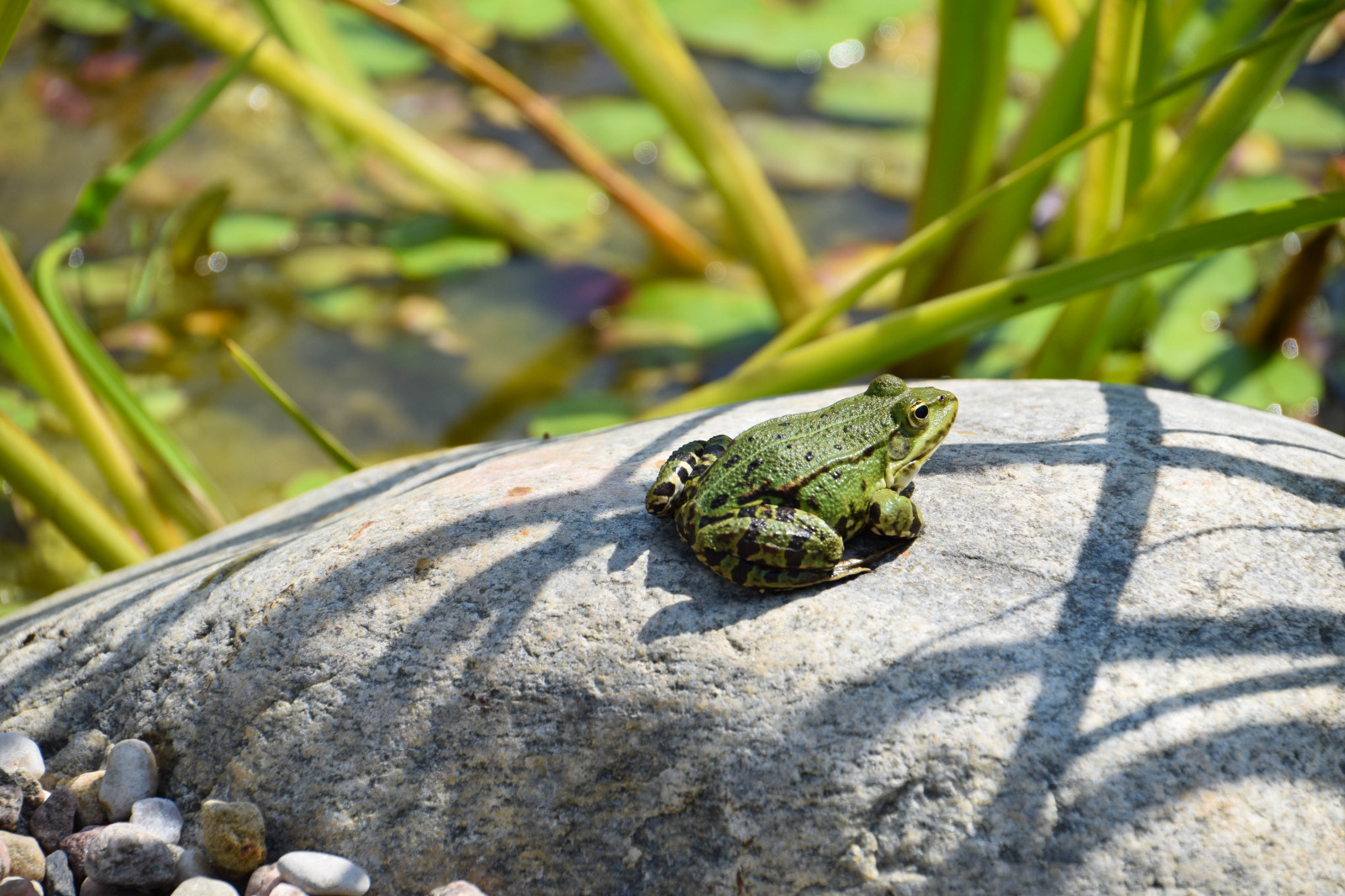 lidé, voda, Příroda, zelená, Volně žijících živočichů, žába, obojživelník, letní, rybník, Švédsko, Sverige, zvíře, list, trh, venkovní, sk nel n, se, viking, damm, DJUR, řemesla, Trelleborg, hantverk, vikingage, trelleborgen, vikingamuseum, vikingamarknad, plaz, fauna, obratlovců, botanika, zblízka, makro fotografie