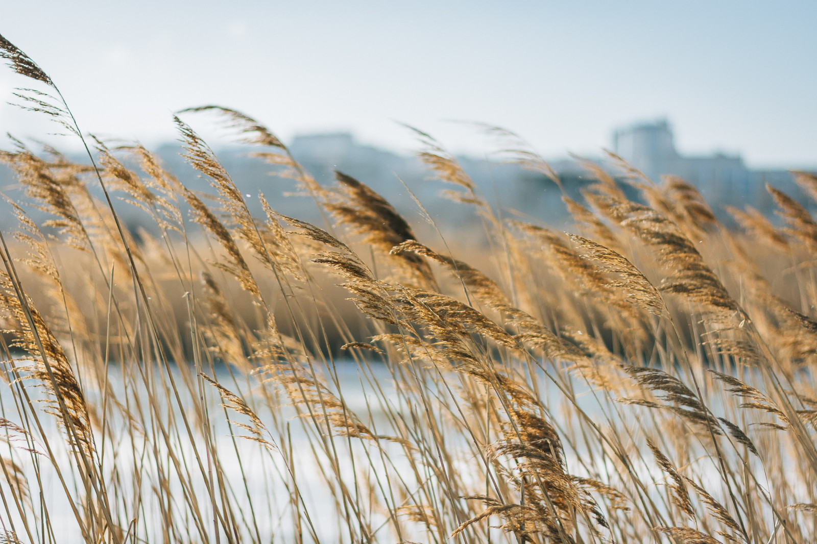 paesaggio, fiori, acqua, natura, amore, erba, cielo, campo, fotografia, giallo, sera, arancia, mondo, Nikon, Russia, grano, vita, vacanza, contento, felicità, canne, Grano, Segale, cereale, romantico, orzo, nazionale, viaggio, giorno, nuovo, fiore, vista, carina, Esplorare, geografico, foto, simpatico, viaggio, avventura, vivere, Immagine, National Geographic, nikond7100, il mio amore, prateria, raccolto, famiglia di erba, Phragmites, cibo grano, merce, triticale, farro, ecoregione, Novorossiysk, Poali, dinkel wheat