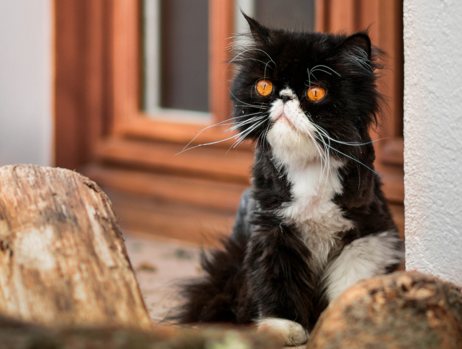 ネコ, 動物, ウィスカー, 動物相, 哺乳類, 脊椎動物, 哺乳動物のような猫, 中型から中型の猫