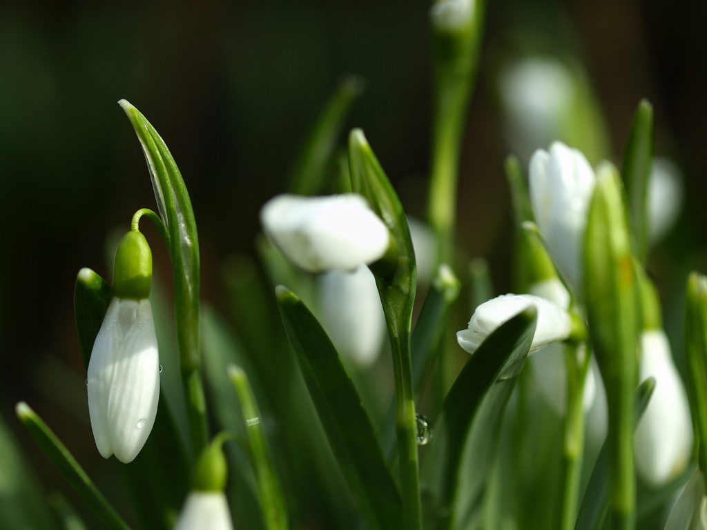sněženka, schneegl ckchen, 2017, stálý život, Příroda, natur, květiny, blumen, venkovní, zelená, Grun, světlo, peklo, bílý, Weis, bokeh, sch rfentiefe, Krásná, Wunderschon, Olympus, esystem, E30, makro, makro, photographietoporowski