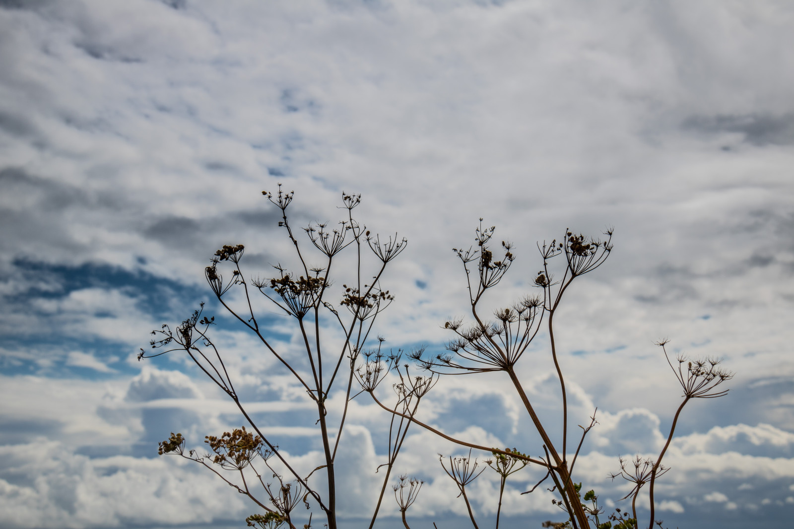 moře, voda, Příroda, tráva, nebe, sníh, zima, větev, modrý, mráz, květ, jaro, zmrazení, mrak, strom, list, květ, rostlina, sezóna, flóra, nebe, vatten, hav, moln, stersj n, smygehuk, s dersl tt, exif modelu canoneos760d, geocountry, Kamera aby kánon, geocity, Model fotoaparátu canoneos760d, geostate, geolocation, EXIF čočka efs18200mmf3556is, exif aby kánon, EXIF isospeed 100, EXIF otvor 11, exif focallength 40mm, louka, prérie, Atmosféra Země, makro fotografie, tráva rodina, meteorologický jev
