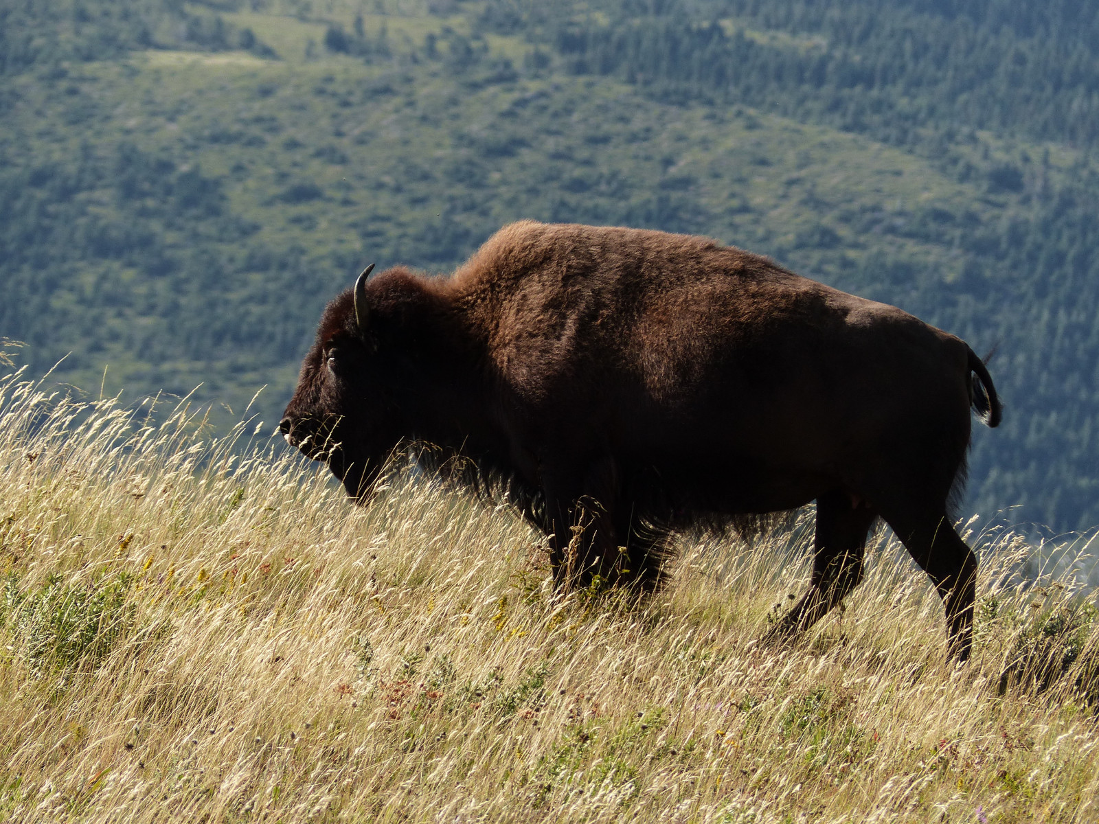 divoký, Kanada, hory, Příroda, zvíře, krajina, lumix, zajímavost, buvol, scenérie, Volně žijících živočichů, prozkoumat, Alberta, divoké zvíře, pointandshoot, boční pohled, bizon, stádo, Rollinghills, chráněný, padok, Bisonpaddock, watertonlakesnationalpark, Orderartiodactyla, Familybovidae, annkelliott, anneelliott, Plainsbison, Genusbison, fz200, Statusnearthreatened, panasonicdmcfz200, Sofcalgary, 3hodinová jízda, Druh bisonbison, Subspeciesbisonbisonbison, Explore2014september05