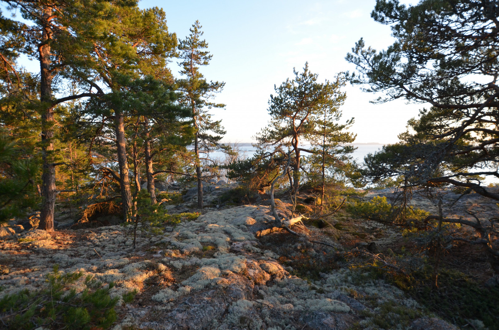 แสงแดด, แนวนอน, ป่า, ทะเล, เนินเขา, ทะเลสาบ, หิน, ธรรมชาติ, ท้องฟ้า, ฤดูหนาว, ตอนเย็น, เช้า, ชายฝั่ง, อุทยานแห่งชาติ, ซันนี่, ถิ่นทุรกันดาร, สวีเดน, เส้นทาง, ฤดูใบไม้ผลิ, ต้นสน, ธรรมชาติสำรอง, Sverige, Pino, เบา, ต้นไม้, ฤดูใบไม้ร่วง, วัน, ใบไม้, ภูเขา, ปลูก, ริมทะเล, Naturaleza, Paisaje, mar, ทะเล, atardecer, primavera, natur, กระโดด, stersj n, gr s, เส้นทาง, landskap, kust, ต้นสน, havet, Costa, เกี่ยวกับบอลติก, ลูซ, ป่าไม้, สวน, var, ไม้ยืนต้น, ระบบนิเวศ, ป่าสนอ้อมกอด, Biome, ป่าเจริญเติบโตเก่า, ป่ากว้างและป่าผสมผสาน, ต้นสนชนิดหนึ่ง, Shrubland, สนครอบครัว, Suecia, solnedgang, รัฐปาร์ค, Uppland, มาริโน, ต้นสน, Baltico, plant community, spruce fir forest, tropical and subtropical coniferous forests