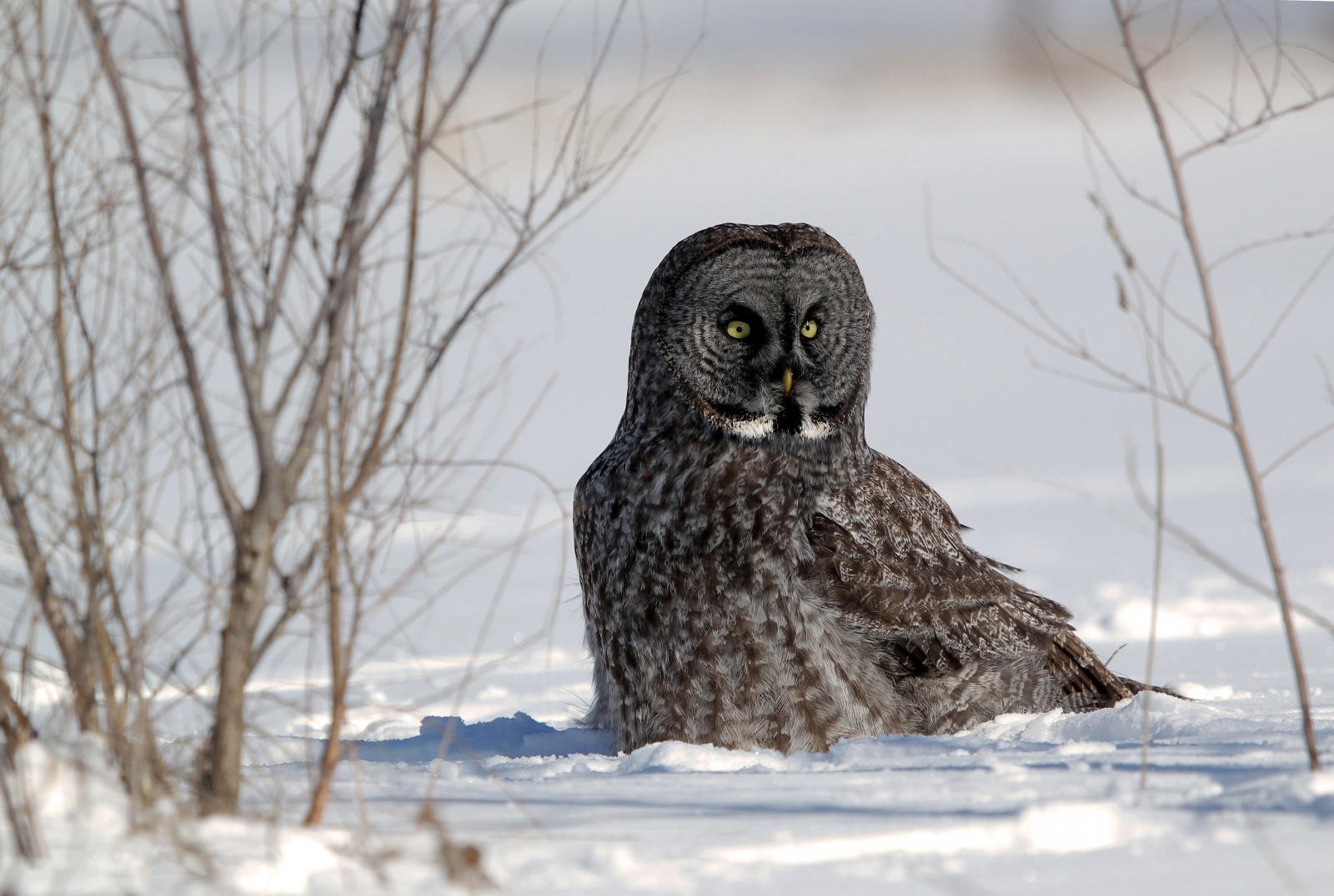 Wallpaper snow, winter, wildlife, bird of prey, 2013, Wisconsin, beak