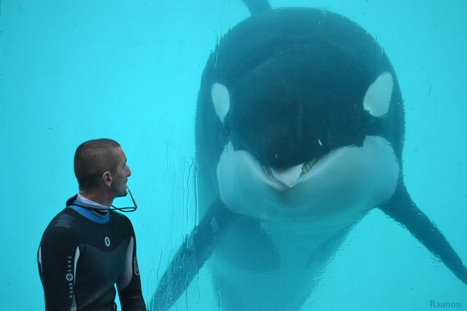 Wallpaper water, photography, photographer, Nikon, orca, wetsuit