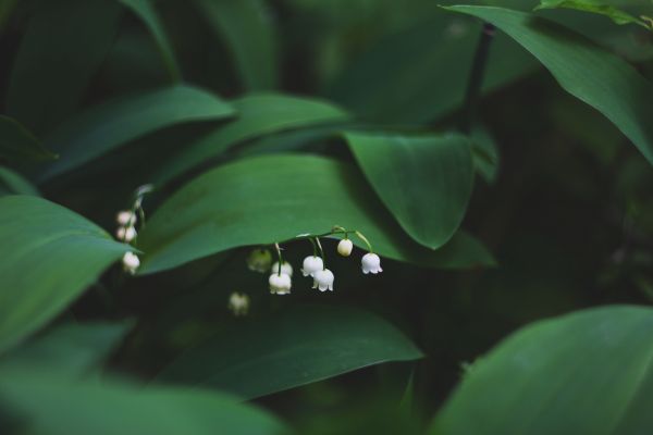 sunlight,nature,grass,leaves,flowers,branch