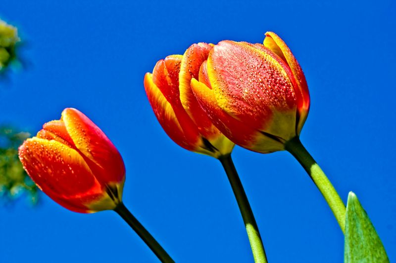 tulip, bunga-bunga, langit, biru tulip, bunga-bunga, langit, biru
