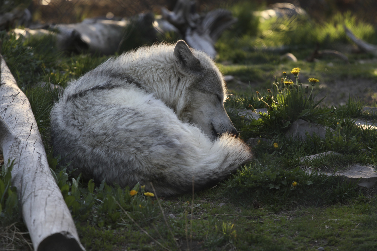 græs, udendørs, dyreliv, ulv, Zoo, Opdagelse, Montana, vest, træ, dyr, fauna, centrum, snude, yellowstone, ulve, grizzly, westyellowstone, ernogy, grizzlyandwolfdiscoverycenter