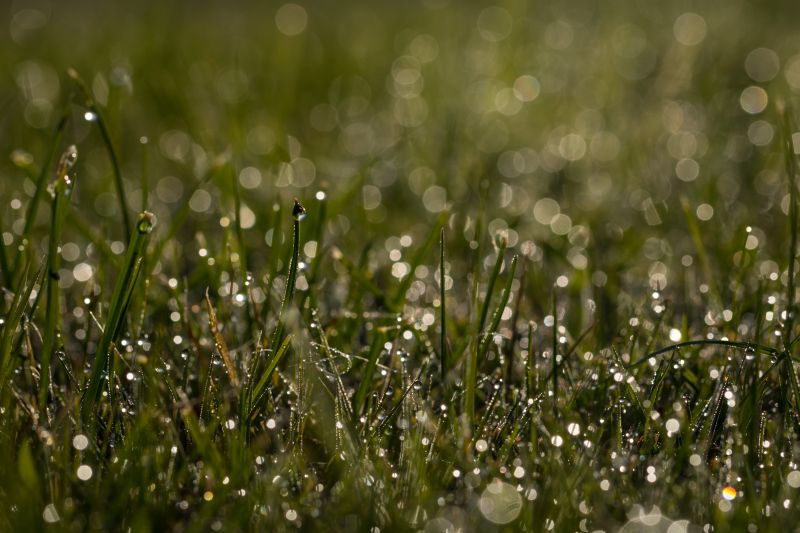 græs,Söderslätt,bokeh,DAGG,dug,gras