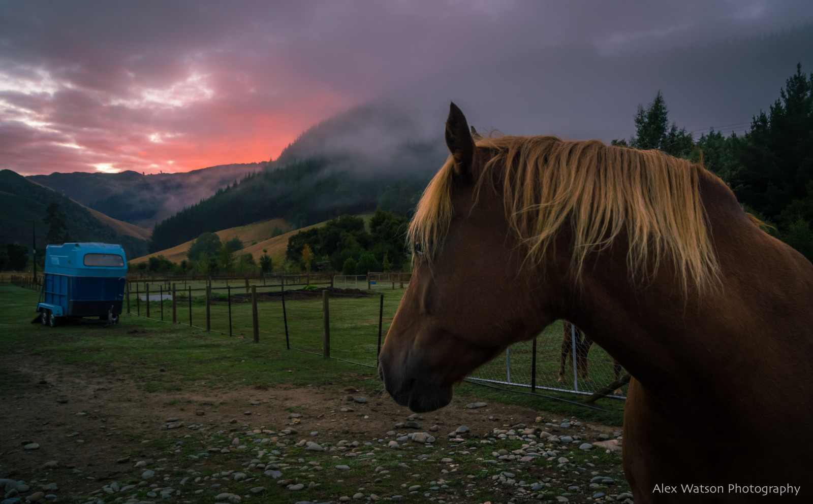 Wallpaper horse, farm, new, zealand, motueka, valley, mountains