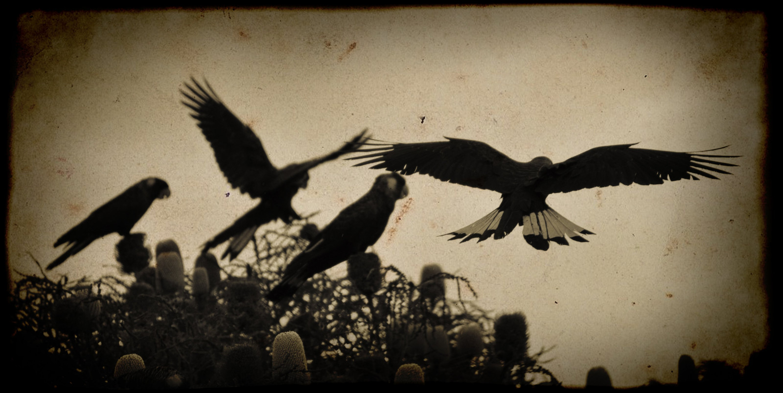 4058x2041 px, 75, pták, papoušek kakadu, Papoušek, tropický