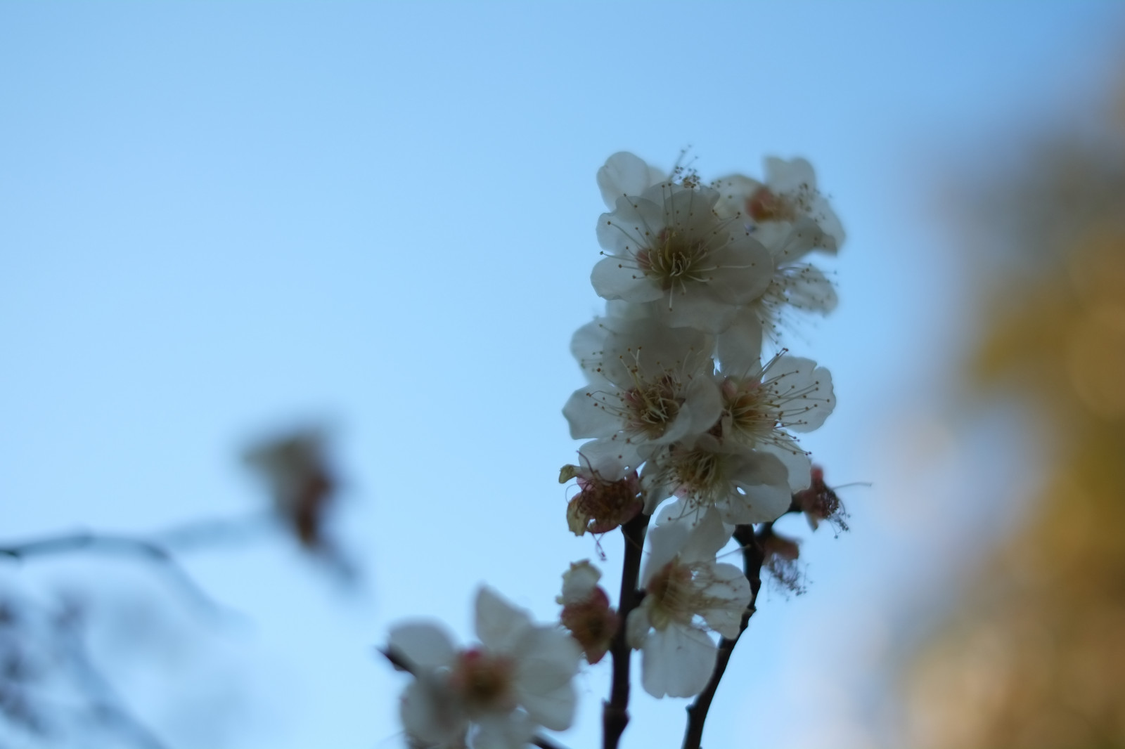 Japonsko, Příroda, sníh, zima, větev, mráz, Třešňový květ, květ, jaro, Tokio, zmrazení, Fujifilm, jp, strom, list, květ, rostlina, sezóna, UME, flóra, fuji, okvětní lístek, Fujinon, ikegamibaien, xpro1, xf, xf35mmf14r, Ikegami, japaneseapricot, zblízka, makro fotografie