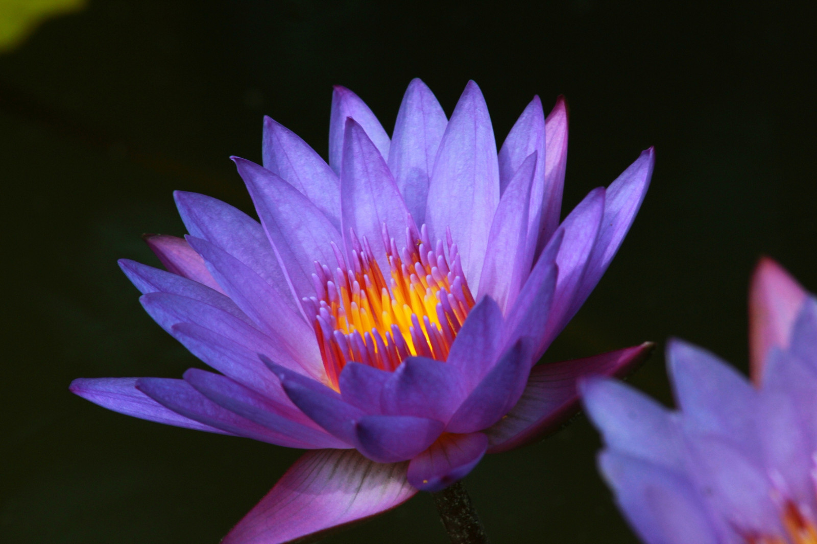 fotografování, květ, Lotus, list, květ, rostlina, blinkagain, flóra, leknín, okvětní lístek, thegalaxy, rememberthatmomentlevel1, rememberthatmomentlevel2, rememberthatmomentlevel3, botanika, suchozemská rostlina, kvetoucí rostlina, zblízka, makro fotografie, vodních rostlin, posvátný lotos, lotus rodina, Proteales, bunga, Teratai, terataiungu