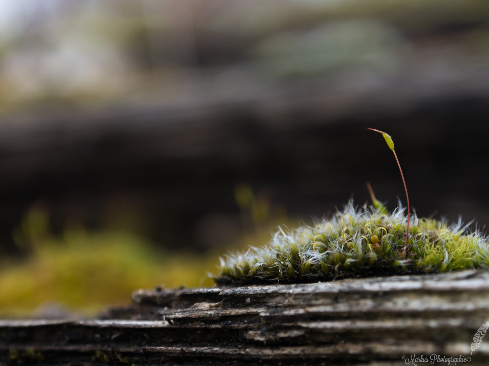 Wallpaper : vegetation, macro photography,