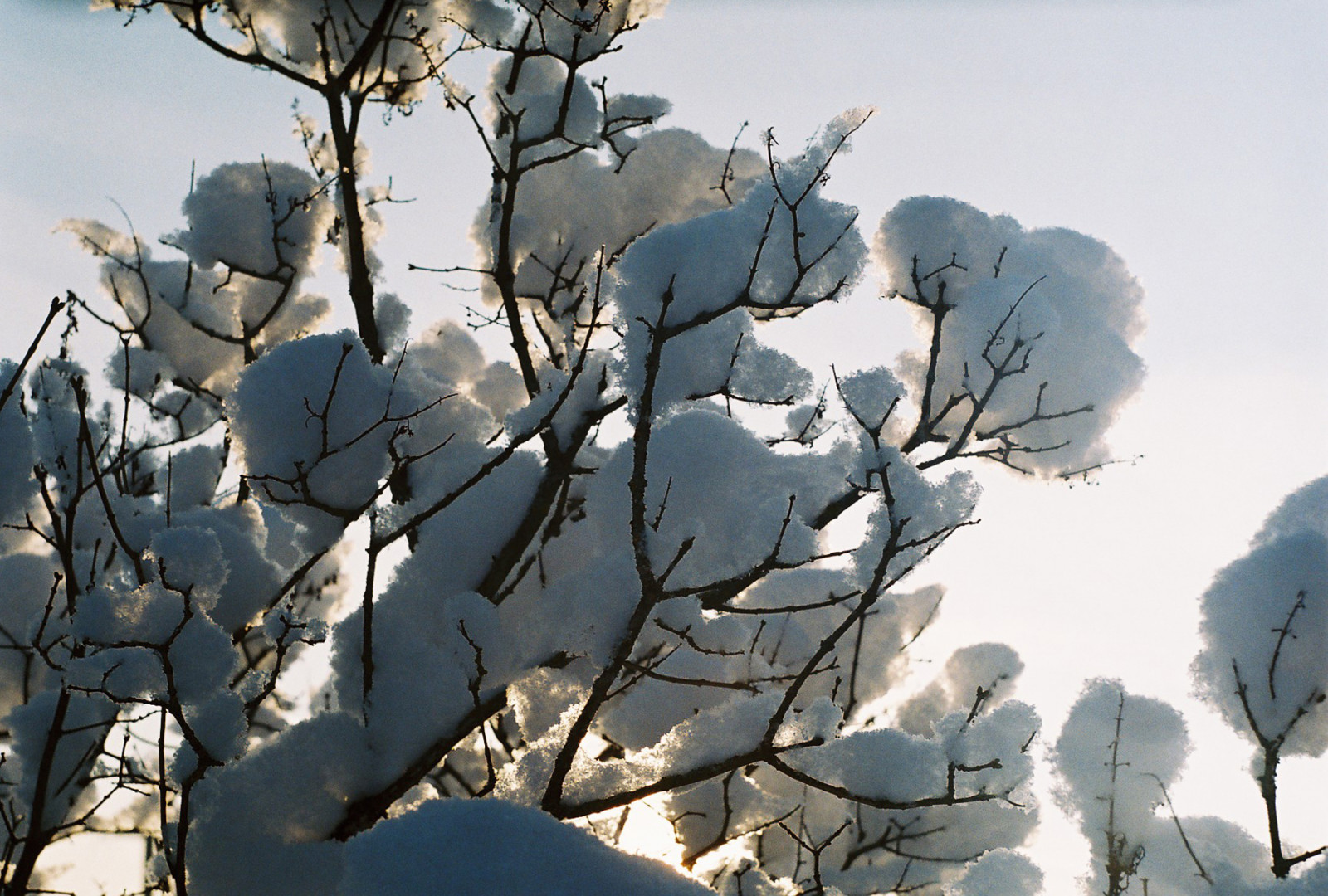 zima, světlo, bílý, sníh, film, Sluneční svit, analogový, 35MM, Estonsko, načechraný, zenit, větvičky, Eesti, zenitet