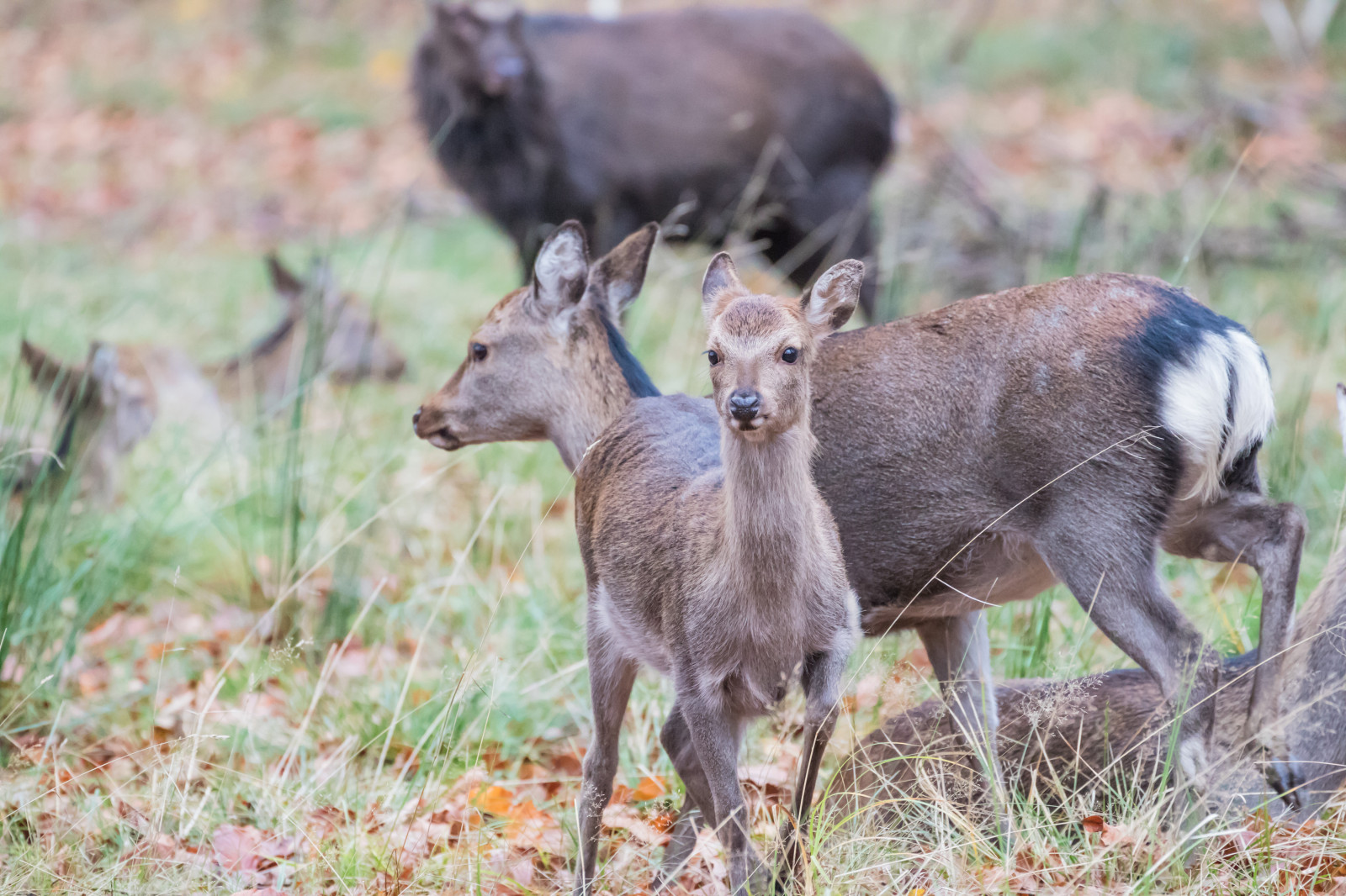 Skov, hjort, parkere, dyreliv, Danmark, efterår, skov, danmark, skog, exif model canoneos760d, geocountry, kamera gør kanon, geocity, kameramodel canoneos760d, geostate, geolocation, exif åbning 56, exif gøre kanon, exif linse ef70300mmf456lisusm, exif isospeed 4000, exif focallength 300mm, Dyrehaven, j Gersborg, j gersborgdyrehave, fauna, pattedyr, hvirveldyr, hvide tailed hjorte