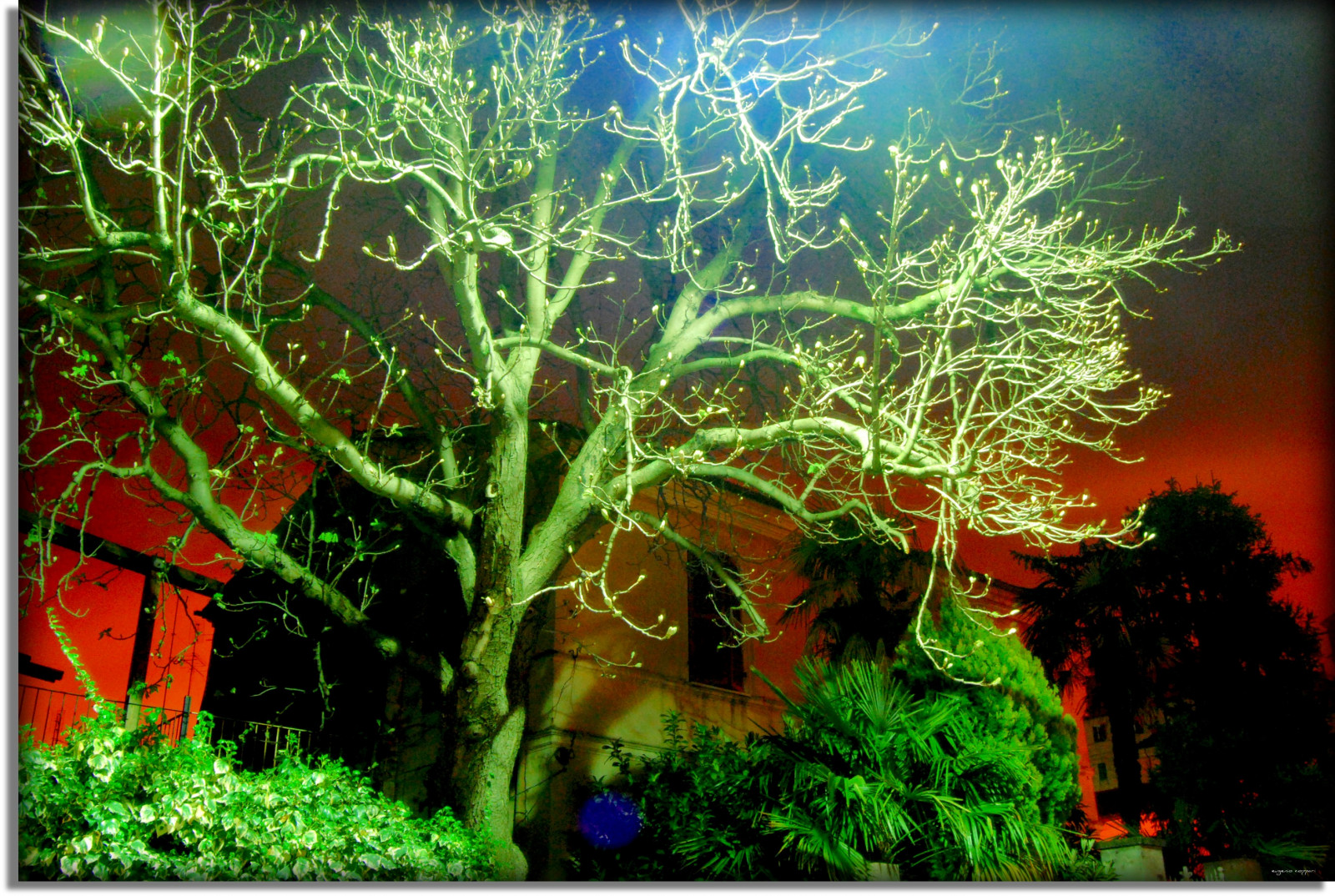 træer, venner, lys, rød, Italien, hvid, sort, træ, grøn, mig, natur, farver, gul, alberi, nat, Foto, Nikon, Europa, godt skud, perspektiv, udforske, Arbres, arvore, Jesi, Eugenio, Staffolo, Coppari, dit land, mygearandme, USC