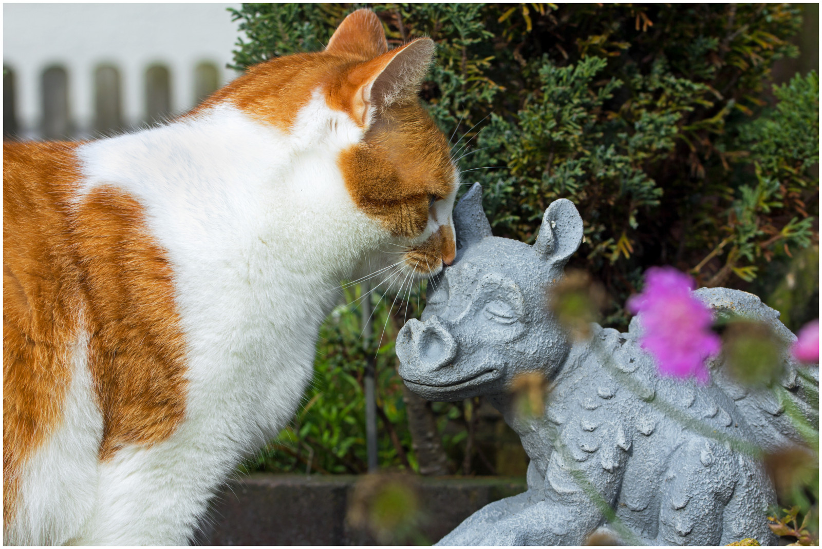 Wallpaper pet, love, animal, cat, garden, feline, chat, dragon, Kitty