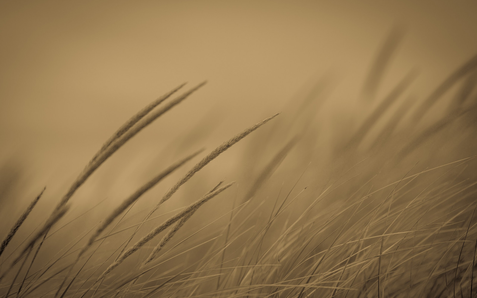 sinar matahari, satu warna, rumput, langit, tanaman, bidang, kayu, pagi, gandum, 2560x1600 px, padang rumput, wallpaper komputer, merapatkan, fotografi makro, keluarga rumput, komoditi, ekoregion, stock photography