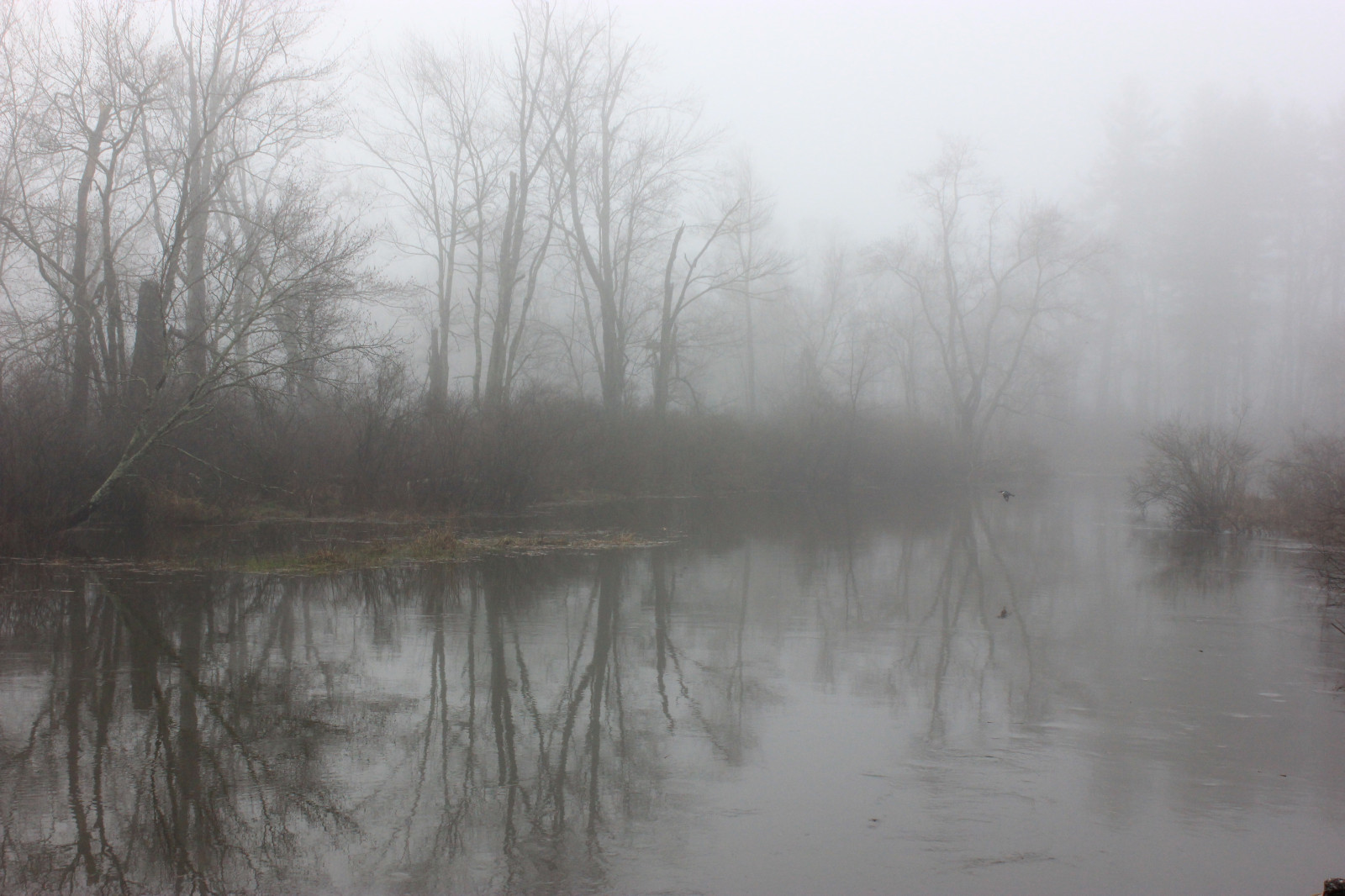 viaggio, alberi, cielo, natura, acqua, bellissimo, nebbia, rurale, foresta, riflessi, fiume, paesaggio, paesaggi, globo, gdl, Terra, esplorando, NGC, nebbioso, Newengland, profondità di campo, textures, fiumi, flussi, squisito, Catturare, maestoso, pittoresco, Scoperta, foreste, ruralamerica, cattura, greatnature, greatphotographers, reflectionshots, ruby5