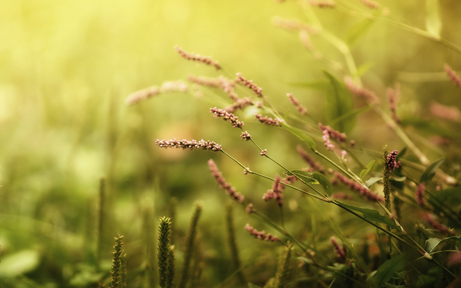 แสงแดด, ธรรมชาติ, หญ้า, พืช, ฟิลด์, การถ่ายภาพ, สีเขียว, ฤดูใบไม้ร่วง, ใบไม้, ดอกไม้, ทุ่งหญ้า, ปลูก, พืช, ทุ่งหญ้า, สัตว์ป่า, ดอกไม้ป่า, สนามหญ้า, ทุ่งหญ้า, ถิ่นที่อยู่, พฤกษศาสตร์, โรงงานที่ดิน, พืชดอก, ใกล้ชิด, การถ่ายภาพมาโคร, ครอบครัวหญ้า, ต้นกำเนิด