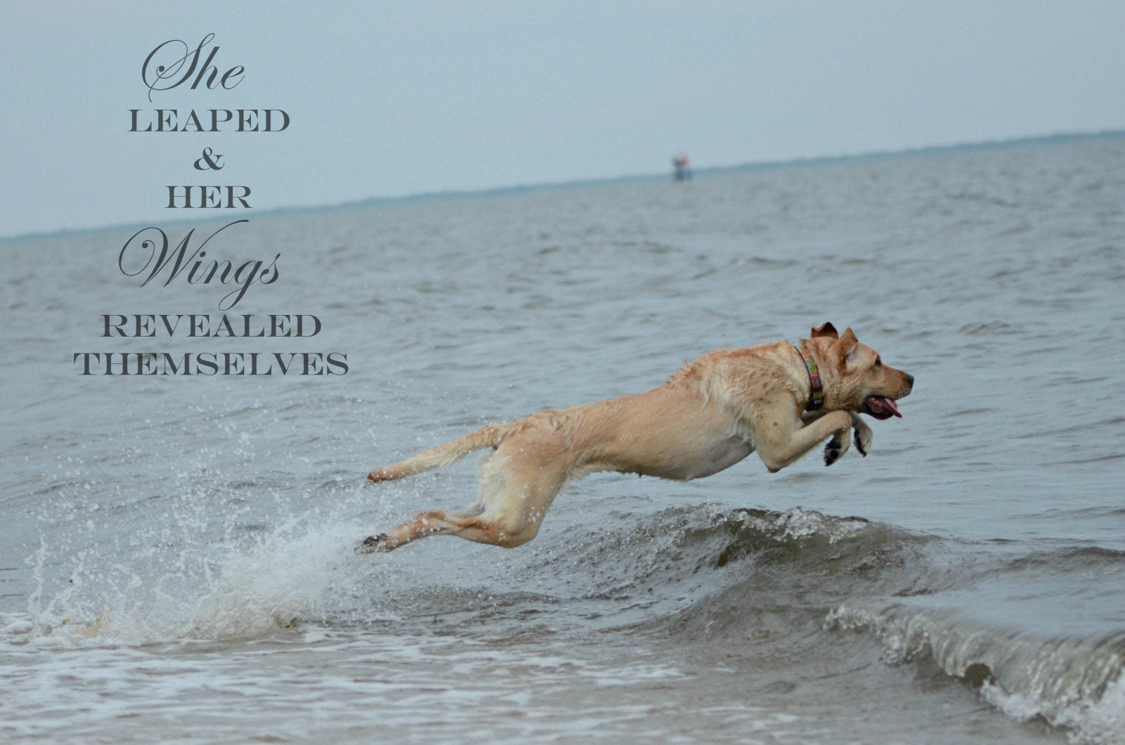 Bugt, vinger, strand, hund, Labrador, Flyve, strække, pattedyr, hvirveldyr, hund som pattedyr, laurbær, yellowlab, retriever, YellowDog, gade hund, labradorretriever, outwithb, Lacey, dailydogchallenge