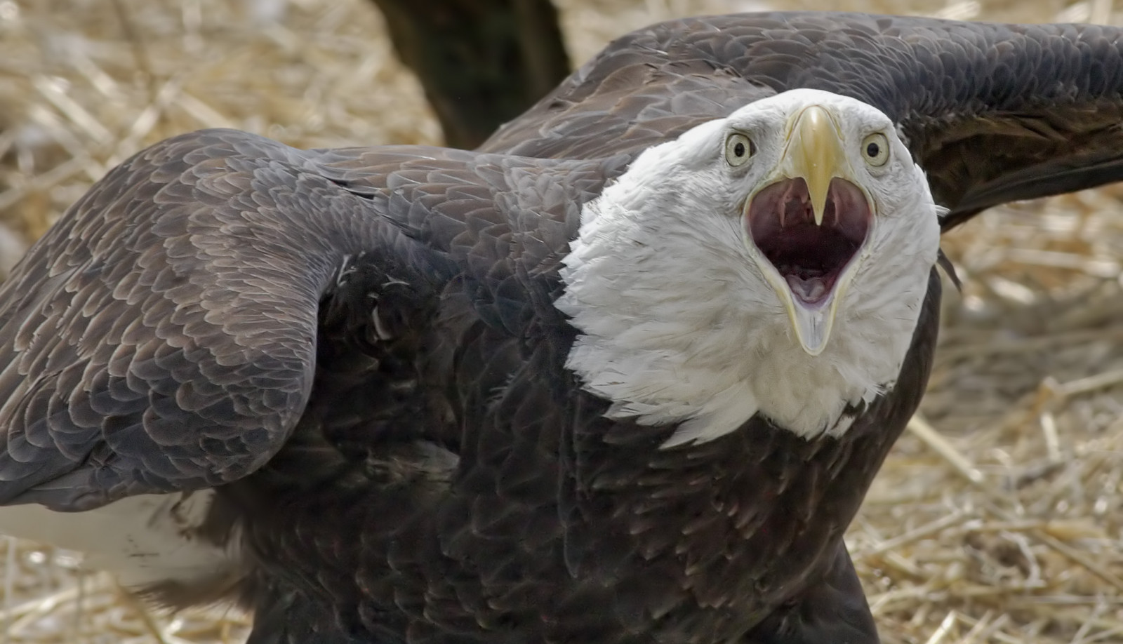 Wallpaper nature, closeup, wildlife, bird of prey, Michigan, bald