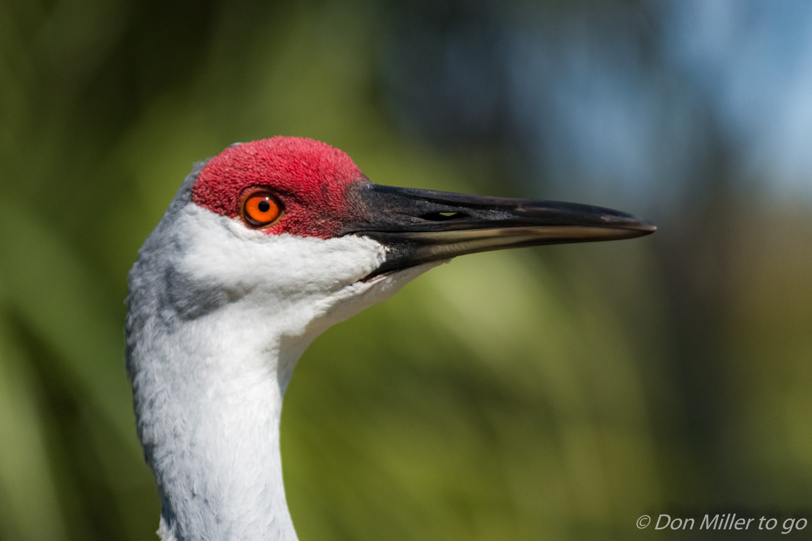 ptactvo, oči, Příroda, venku, detailní, Volně žijících živočichů, zobák, Florida, pták, D810, pozorování ptáků, venicerookery, onawalk, hnízdiště ptáků, sandhillcrane, křídlo, fauna, obratlovců, zblízka
