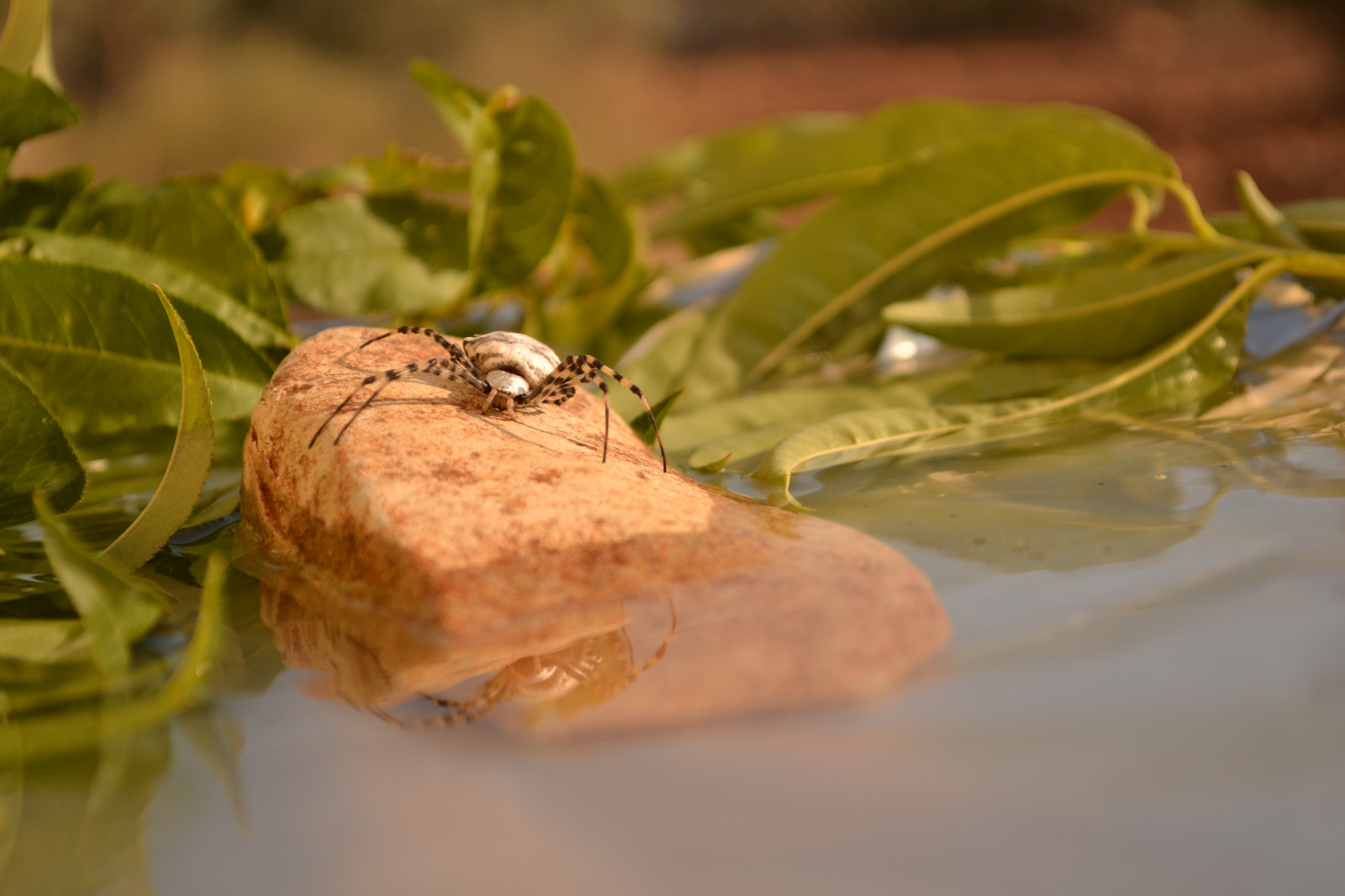 le foglie, acqua, natura, riflessione, pietre, insetto, rana, anfibio, ragno, foglia, fiore, produrre, avvicinamento, fotografia macro