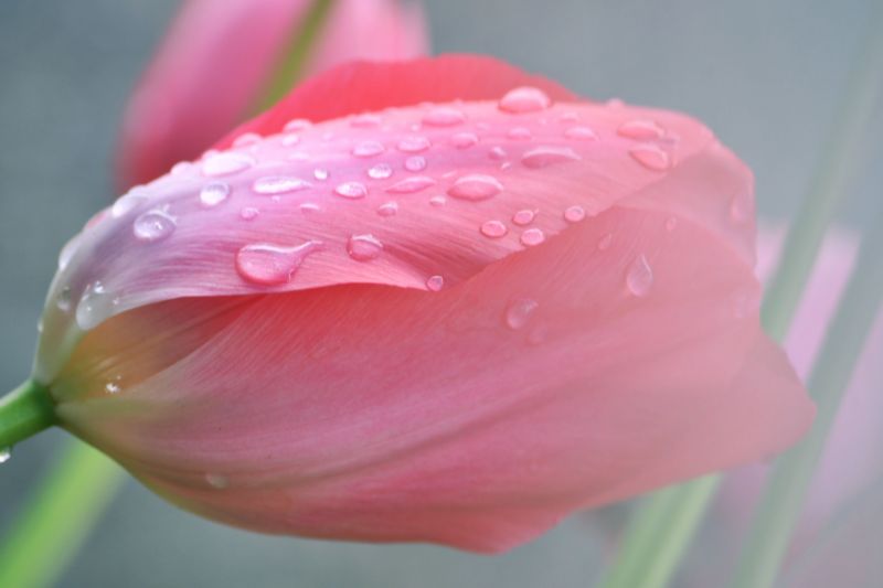 květiny, tulipány, déšť, růžový, jaro, fotografování květiny, tulipány, déšť, růžový, jaro, fotografování