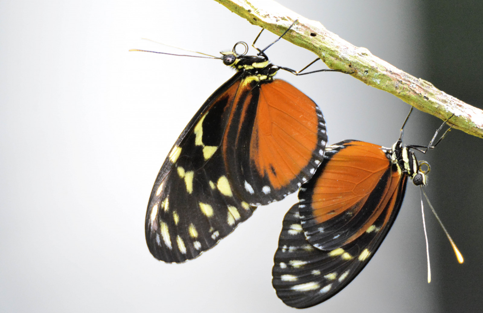 zahrada, Příroda, motýl, hmyz, tropický, lepidoptera, mol, Fairchild, venkovní, hmyz, heliconius, motýli, makro fotografie, bezobratlý, členovců, organismus, botanické, Nymphalidae, opylovači, můry a motýli, animalia, motýl monarcha, Pieridae, štětec footed motýl, Tigerlongwing