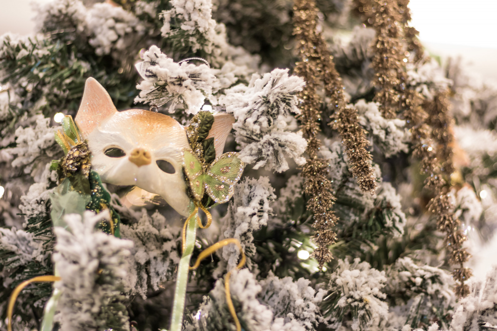 větev, hmyz, Německo, Volně žijících živočichů, Vánoce, jaro, strom, květ, rostlina, Vánoce, flóra, vánoční strom, julgran, vánoční trh, července, Německo, deutschland, Rostock, julmarknad, exif modelu canoneos760d, geocountry, Kamera aby kánon, geocity, Model fotoaparátu canoneos760d, geostate, geolocation, exif aby kánon, EXIF isospeed 320, exif focallength 50mm, EXIF ef50mmf18stm čočka, EXIF otvor 20, weinachtsmarkt, makro fotografie