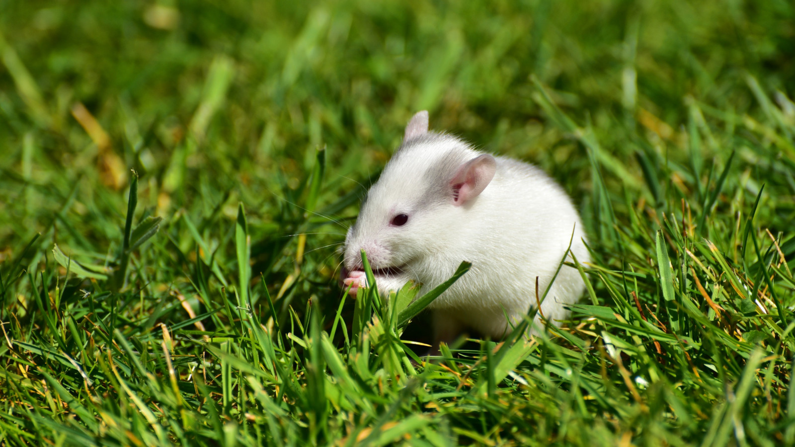 hory, myši, zvěř, tráva, kníry, křeček, hlodavec, myš, louka, fauna, savec, škůdce, trávník, obratlovců, krysa, Muridae, Muroidea