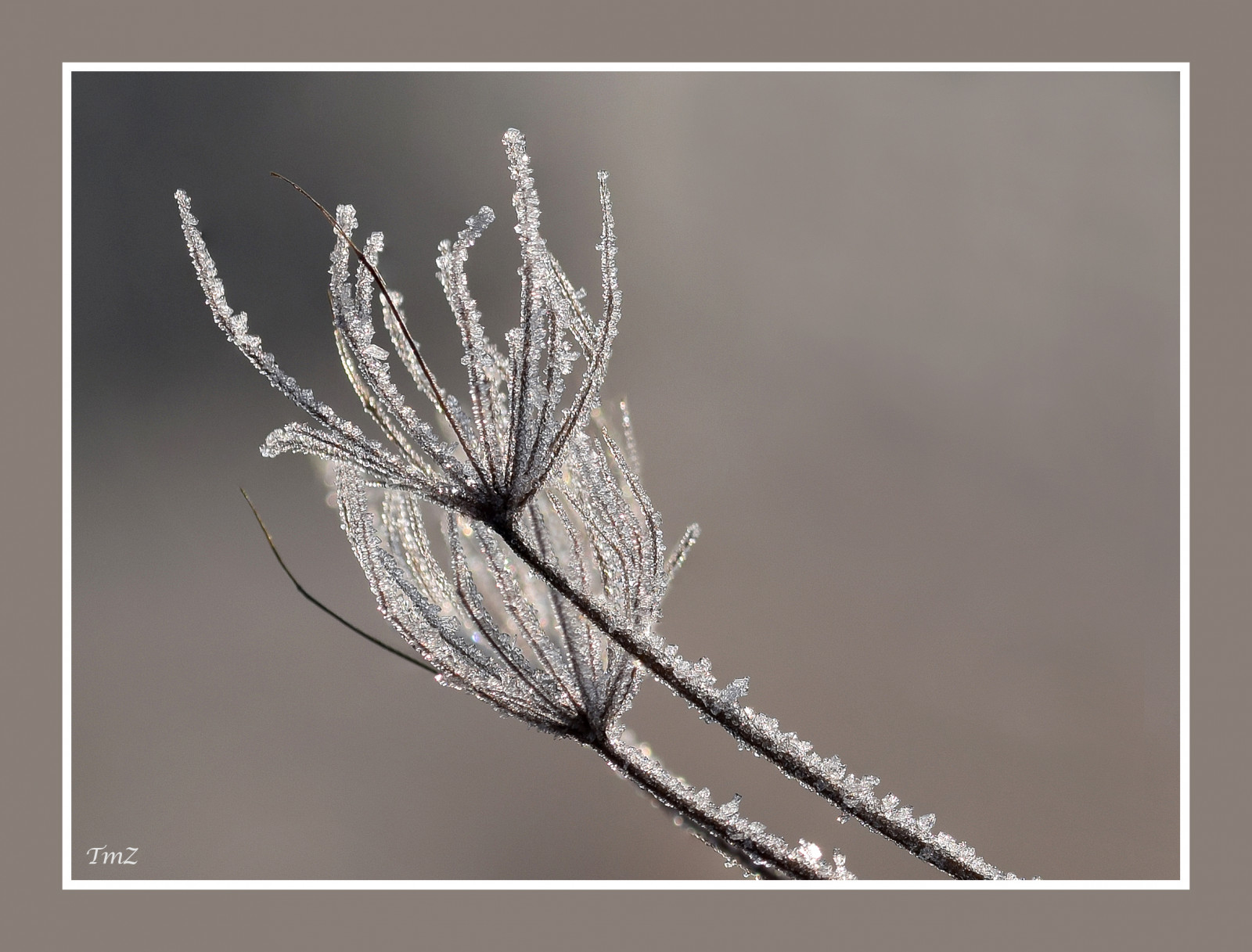 zima, větev, mráz, bokeh, list, de, chroupat, hiver, Plante, křídlo, profondeur, kádr, exterieur, větvička, bordure