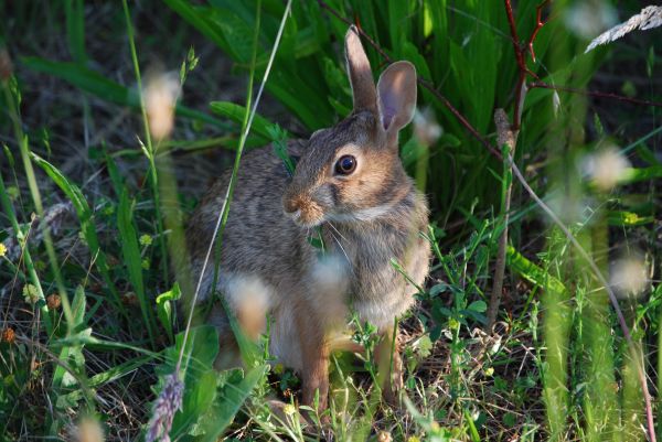 flower,nature,grass,squirrel,wildlife,chipmunk