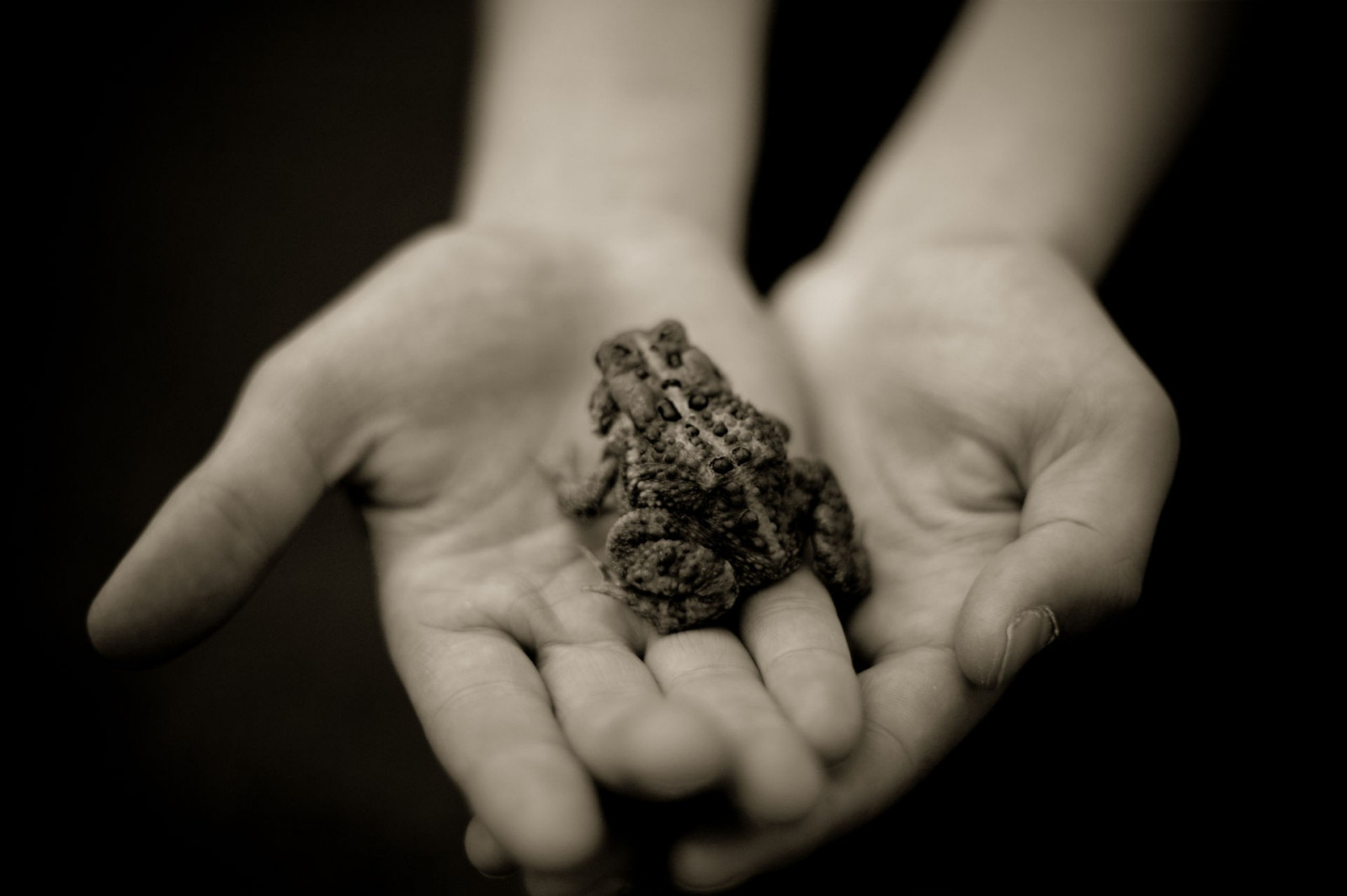 Černá, zvěř, černobílý, ruce, milovat, fotografování, sépie, obojživelník, drželi se za ruce, ruka, prst, prsten, tma, smysl, Černý a bílý, monochromatické fotografování, zblízka, interakce, makro fotografie