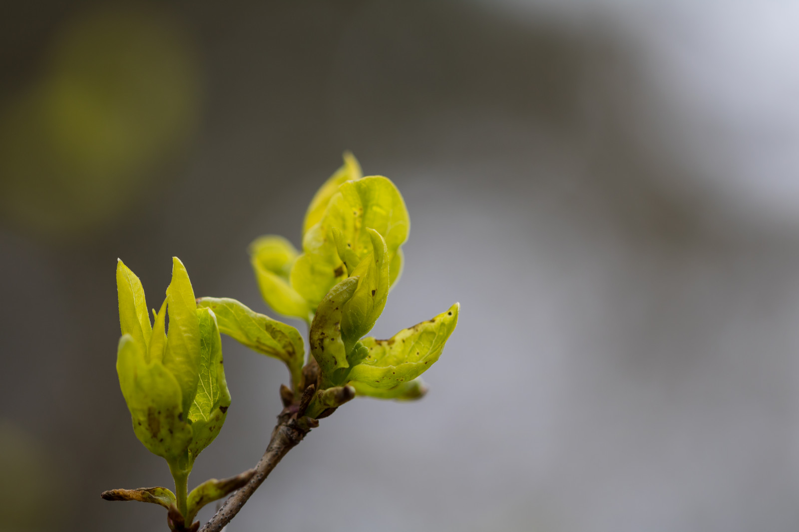 Příroda, fotografování, větev, zelená, žlutý, květ, jaro, strom, list, Nový, květ, rostlina, flóra, pupen, Lund, botaniskatr dg rden, v r, ny, Botanická zahrada, divoká rostlina, vyrobit, botanika, suchozemská rostlina, kvetoucí rostlina, zblízka, keř, makro fotografie, závod stonek