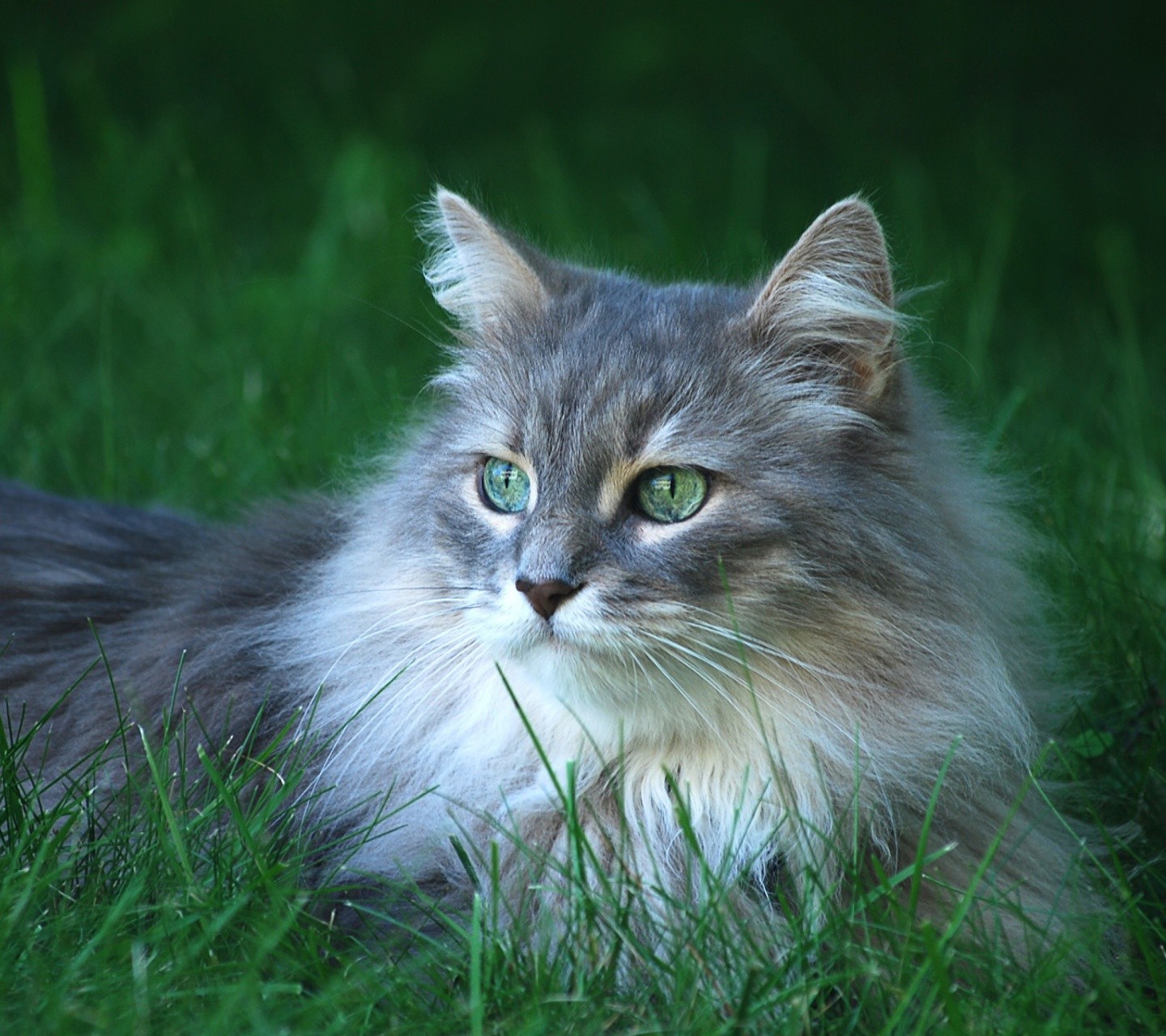 gatto, animali, erba, barba, Maine Coon, gatto selvatico, fauna, mammifero, vertebrato, gatto come mammifero, di piccole e medie dimensioni gatti, carnivoran, gatto a pelo corto domestico, gatto a pelo lungo domestico, Gatto norvegese della foresta, siberiano, Nebelung