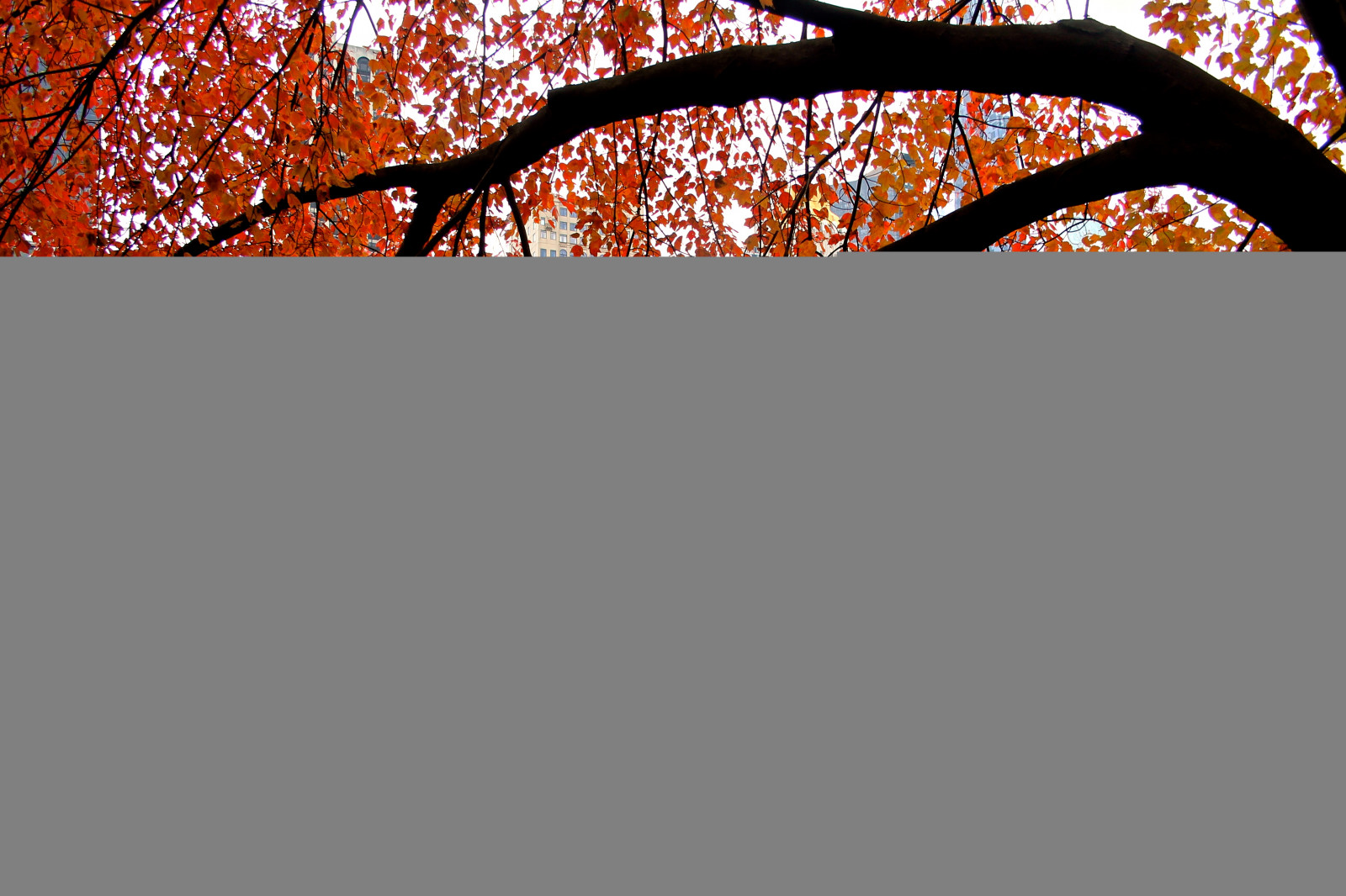 podzim, listy, město, park, text, větev, vzor, listopad, York, strom, list, Nový, čára, centrální, otáčení, půda, font