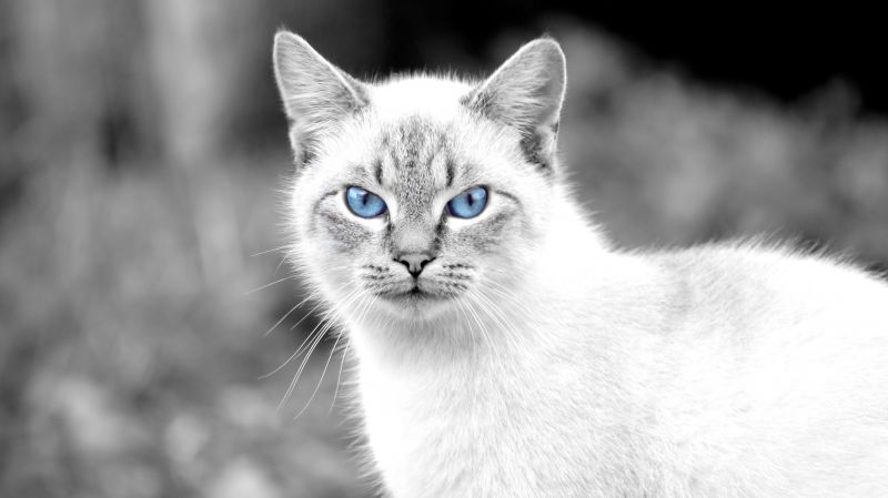 4912x2760 px, 動物, 青い目, 猫
