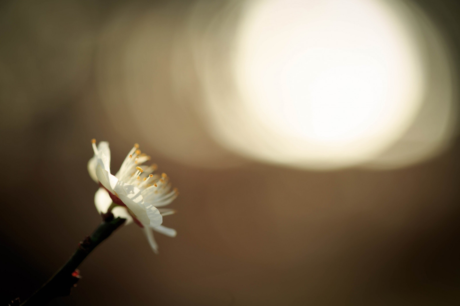 monochromecolor, zima, květ, rostliny, fantazie