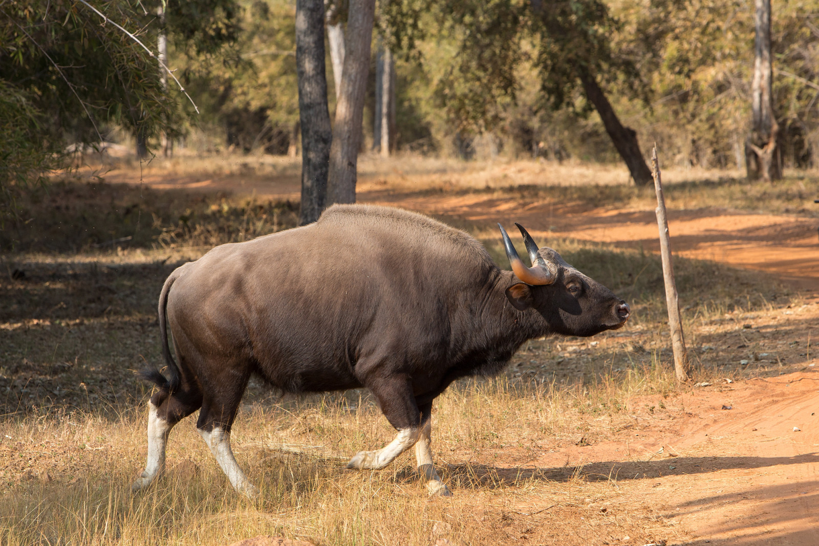 2017, natur, natur, thomasretterath, Skov, wald, baum, træ, Pflanzen, planter, Indien, indien, Asien, Asien, Tadoba, dyreliv, indianbison, indischerbison, gaur, Bovidae, pflanzenfresser, planteæder, s ugetier, pattedyr, dyr, tiere, bosgaurus